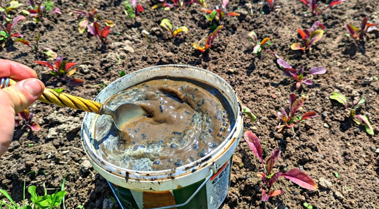 Які добрива використовувати для буряка влітку, щоб він швидше зміцнів і виріс великим і солодким?