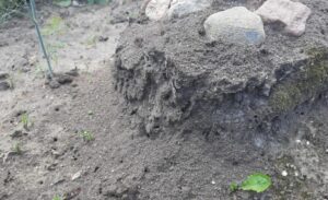 Мурахи повертаються після окропу? Чому вони не зникають і як позбутися колонії надовго